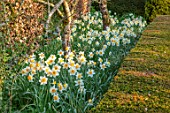 THE LASKETT GARDENS, HEREFORDSHIRE. DESIGNER ROY STRONG - CLIPPED TOPIARY YEW HEDGES, HEDGING, DAFFODILS, THE CHRISTMAS ORCHARD, APRIL, SPRING