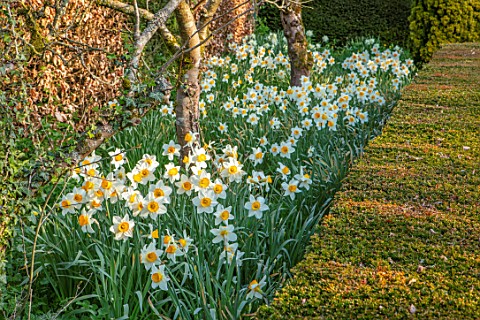 THE_LASKETT_GARDENS_HEREFORDSHIRE_DESIGNER_ROY_STRONG__CLIPPED_TOPIARY_YEW_HEDGES_HEDGING_DAFFODILS_