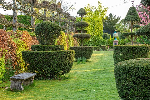 THE_LASKETT_GARDENS_HEREFORDSHIRE_DESIGNER_ROY_STRONG__LAWN_YEW_TOPIARY_STONE_BENCH_APRIL_SPRING_PLE