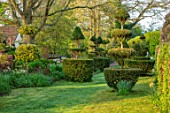 THE LASKETT GARDENS, HEREFORDSHIRE. DESIGNER ROY STRONG - LAWN, YEW, HOLLY TOPIARY, APRIL, SPRING, PLEACHED LIMES