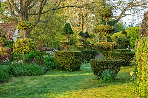 THE_LASKETT_GARDENS_HEREFORDSHIRE_DESIGNER_ROY_STRONG__LAWN_YEW_HOLLY_TOPIARY_APRIL_SPRING_PLEACHED_