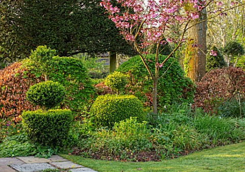 THE_LASKETT_GARDENS_HEREFORDSHIRE_DESIGNER_ROY_STRONG__LAWN_YEW_TOPIARY_APRIL_SPRING_PINK_FLOWERING_