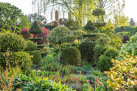 THE_LASKETT_GARDENS_HEREFORDSHIRE_DESIGNER_ROY_STRONG__THE_SERPENTINE_WALK_CLIPPED_TOPIARY_YEW_BOX_H