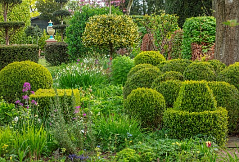 THE_LASKETT_GARDENS_HEREFORDSHIRE_DESIGNER_ROY_STRONG__THE_LOWER_WALK_SPRING_APRIL_CLIPPED_BOX_BUXUS