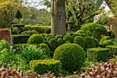 THE LASKETT GARDENS, HEREFORDSHIRE. DESIGNER ROY STRONG - THE LOWER WALK, SPRING, APRIL, CLIPPED BOX, BUXUS, BENEATH TREE, TOPIARY, EVERGREEN