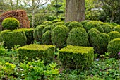 THE LASKETT GARDENS, HEREFORDSHIRE. DESIGNER ROY STRONG - THE LOWER WALK, SPRING, APRIL, CLIPPED BOX, BUXUS, BENEATH TREE, TOPIARY, EVERGREEN