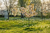 MORTON HALL GARDENS, WORCESTERSHIRE: THE MEADOW, PARK, SPRING, APRIL, MONOPTEROS, FOLLY, FOLLIES, DAFFODILS, NARCISSUS, CHERRIES, PRUNUS FRAGRANT CLOUD