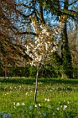 MORTON HALL GARDENS, WORCESTERSHIRE: THE MEADOW, PARK, SPRING, APRIL, DAFFODILS, NARCISSUS, CHERRIES, PRUNUS FRAGRANT CLOUD