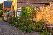 MORTON HALL GARDENS, WORCESTERSHIRE: KITCHEN GARDEN -  MAGNOLIA GOLD STAR, TULIP AMAZING GRACE, TREES, BLOSSOMS, FLOWERING, BLOOMING, WALLS, SUNSET