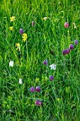 MORTON HALL GARDENS, WORCESTERSHIRE: MEADOW, PARK, COWSLIPS, PRIMULA VERIS,  SNAKES HEAD FRITILLARY, FRITILLARIA MELEAGRIS, APRIL, SPRING, FLOWERING, BLOOMING