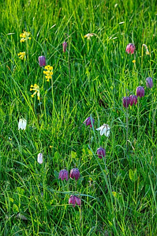 MORTON_HALL_GARDENS_WORCESTERSHIRE_MEADOW_PARK_COWSLIPS_PRIMULA_VERIS__SNAKES_HEAD_FRITILLARY_FRITIL