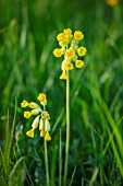 MORTON HALL GARDENS, WORCESTERSHIRE: MEADOW, PARK, COWSLIPS, PRIMULA VERIS, GRASS, YELLOW FLOWERS, FLOWERING, SPRING, APRIL, BLOOMING