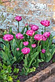MORTON HALL GARDENS, WORCESTERSHIRE: PLANT PORTRAIT OF PINK FLOWERING, BLOOMING TULIP - TULIPA AMAZING GRACE, BULBS, SPRING, APRIL