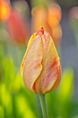 MORTON HALL GARDENS, WORCESTERSHIRE: PLANT PORTRAIT OF ORANGE FLOWERING, BLOOMING TULIP - TULIPA RHAPSODY OF SMILES, BULBS, SPRING, APRIL
