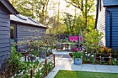 LITTLE ORCHARDS, SURREY, DESIGNER NIC HOWARD: SPRING, APRIL, COURTYARD, TABLE, CHAIRS, CONTAINER WITH TULIPA RONALDO, PATHS, LAWN, PINK WALL, SUNSET, EVENING LIGHT