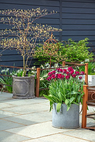 LITTLE_ORCHARDS_SURREY_DESIGNER_NIC_HOWARD_SPRING_APRIL_COURTYARD_METAL_CONTAINERS_WITH_TULIPA_RONAL
