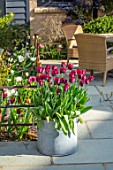 LITTLE ORCHARDS, SURREY, DESIGNER NIC HOWARD: SPRING, APRIL, COURTYARD, METAL CONTAINER WITH TULIPA RONALDO, PAVING, CHAIRS, PATIO