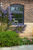 LITTLE ORCHARDS, SURREY, DESIGNER NIC HOWARD: HOUSE WALL IN COURTYARD WITH PALE BLUE FLOWERS OF CEANOTHUS PUGET BLUE, SPRING, APRIL, CALIFORNIAN LILAC, SHRUBS, EVERGREEN