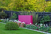 LITTLE ORCHARDS, SURREY, DESIGNER NIC HOWARD: LAWN, FENCE, FENCING, PINK WALL, TULIPS MOUNT TACOMA, SPRING, APRIL, RHUBARB FORCING CONTAINERS