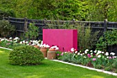 LITTLE ORCHARDS, SURREY, DESIGNER NIC HOWARD: LAWN, FENCE, FENCING, PINK WALL, TULIPS MOUNT TACOMA, SPRING, APRIL, RHUBARB FORCING CONTAINERS