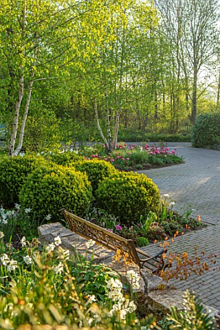 LITTLE_ORCHARDS_SURREY_DESIGNER_NIC_HOWARD_FRONT_GARDEN_DRIVE_APRIL_SPRING_BULBS_BIRCH_TULIPS_CLIPPE
