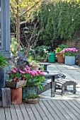 LITTLE ORCHARDS, SURREY, DESIGNER NIC HOWARD: PATIO, COURTYARD, DECKING, SPRING, APRIL, COPPER CONTAINER WITH TULIPA MAMA MIA, CHAIRS, LOUNGERS, CONTAINERS