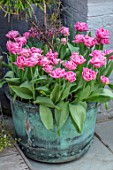 LITTLE ORCHARDS, SURREY, DESIGNER NIC HOWARD: PATIO, COURTYARD, SPRING, APRIL, COPPER CONTAINER WITH TULIPA MAMA MIA, CONTAINERS