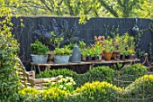 LITTLE ORCHARDS, SURREY, DESIGNER NIC HOWARD: CLIPPED BOX HEDGES, HEDGING, TABLE, CHAIRS, SPRING, APRIL, WOODEN BENCH, CONTAINER WITH TULIPA SPRING GREEN, FENCE, FENCING