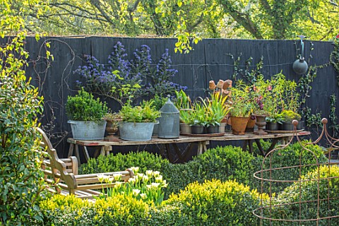 LITTLE_ORCHARDS_SURREY_DESIGNER_NIC_HOWARD_CLIPPED_BOX_HEDGES_HEDGING_TABLE_CHAIRS_SPRING_APRIL_WOOD