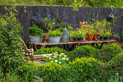 LITTLE_ORCHARDS_SURREY_DESIGNER_NIC_HOWARD_CLIPPED_BOX_HEDGES_HEDGING_TABLE_CHAIRS_SPRING_APRIL_WOOD