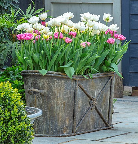 LITTLE_ORCHARDS_SURREY_DESIGNER_NIC_HOWARD_METAL_CONTAINER_WITH_TULIPS_SPRING_APRIL_PATIO_COURTYARD_