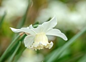 LITTLE ORCHARDS, SURREY, DESIGNER NIC HOWARD: CLOSE UP OF WHITE, CREAM FLOWERS OF DAFFODIL, NARCISSUS WHITE MARVEL, BULBS, SPRING, APRIL