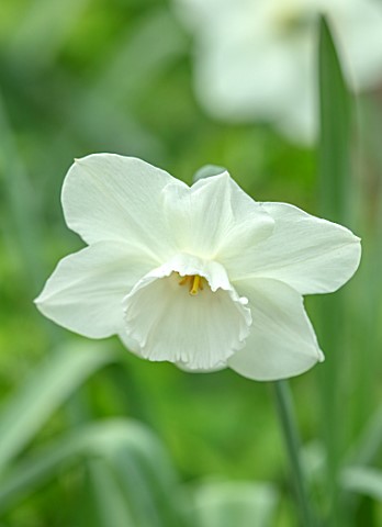 LITTLE_ORCHARDS_SURREY_DESIGNER_NIC_HOWARD_CLOSE_UP_OF_WHITE_CREAM_FLOWERS_OF_DAFFODIL_NARCISSUS_THA