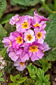 LITTLE ORCHARDS, SURREY, DESIGNER NIC HOWARD: CLOSE UP OF PINK, YELLOW FLOWERS OF POLYANTHUS STELLA PINK CHAMPAGNE, SPRING, APRIL, PRIMULA