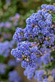 LITTLE ORCHARDS, SURREY, DESIGNER NIC HOWARD: CLOSE UP OF PALE BLUE FLOWERS OF CEANOTHUS PUGET BLUE, SPRING, APRIL, CALIFORNIAN LILAC, SHRUBS, EVERGREEN