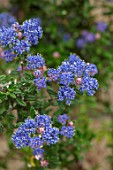 LITTLE ORCHARDS, SURREY, DESIGNER NIC HOWARD: CLOSE UP OF PALE BLUE FLOWERS OF CEANOTHUS PUGET BLUE, SPRING, APRIL, CALIFORNIAN LILAC, SHRUBS, EVERGREEN
