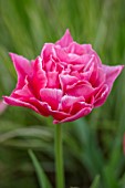 LITTLE ORCHARDS, SURREY, DESIGNER NIC HOWARD: SPRING, PINK FLOWERS OF DOUBLE EARLY TULIP, TULIPA AVEYRON, FLOWERING, BLOOMING, BULBS