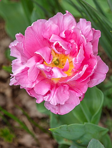 LITTLE_ORCHARDS_SURREY_DESIGNER_NIC_HOWARD_SPRING_APRIL_PINK_FLOWERS_OF_DOUBLE_EARLY_TULIP__TULIPA_M