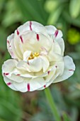 LITTLE ORCHARDS, SURREY, DESIGNER NIC HOWARD: SPRING, APRIL, WHITE AND PINK STRIPED FLOWERS OF PEONY FLOWERED TULIP - TULIPA DANCELINE, FLOWERING, BLOOMING, BULBS