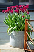 LITTLE ORCHARDS, SURREY, DESIGNER NIC HOWARD: SPRING, APRIL, COURTYARD, METAL CONTAINER WITH TULIPA RONALDO, PAVING