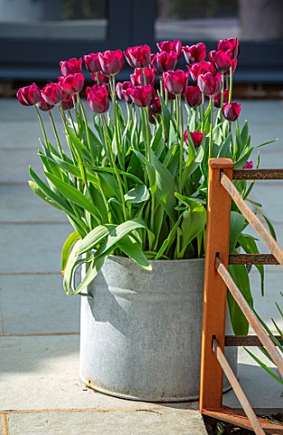 LITTLE_ORCHARDS_SURREY_DESIGNER_NIC_HOWARD_SPRING_APRIL_COURTYARD_METAL_CONTAINER_WITH_TULIPA_RONALD