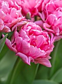 LITTLE ORCHARDS, SURREY, DESIGNER NIC HOWARD: SPRING, APRIL, PINK FLOWERS OF DOUBLE EARLY TULIP - TULIPA MAMA MIA, FLOWERING, BLOOMING, BULBS