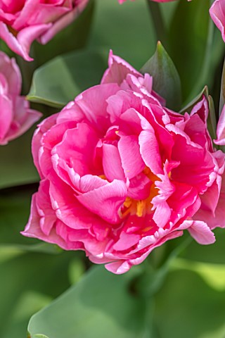 LITTLE_ORCHARDS_SURREY_DESIGNER_NIC_HOWARD_SPRING_APRIL_PINK_FLOWERS_OF_DOUBLE_EARLY_TULIP__TULIPA_M