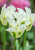 LITTLE ORCHARDS, SURREY, DESIGNER NIC HOWARD: SPRING, APRIL, WHITE AND GREEN FLOWERS OF TULIP - TULIPA, FLOWERING, BLOOMING, BULBS