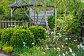 LITTLE ORCHARDS, SURREY, DESIGNER NIC HOWARD: FRONT GARDEN, APRIL, SPRING, CLIPPED TOPIARY BOX BALLS, BIRCH, TREES, NARCISSUS, DAFFODILS, GREEN, WHITE, OUTBUILDING, WOODEN