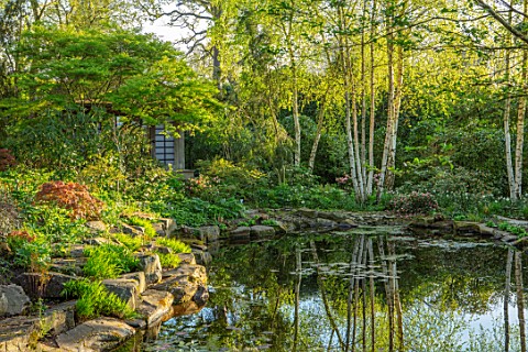 MORTON_HALL_GARDENS_WORCESTERSHIRE_THE_STROLL_GARDEN_BIRCH_TREES_BIRCHES_REFLECTED_IN_WATER_LOWER_PO