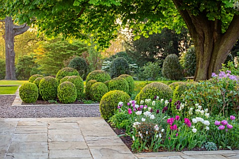 MORTON_HALL_GARDENS_WORCESTERSHIRE_BORDER_WITH_TULIPS_CLIPPED_TOPIARY_BOX_BALLS_WHITE_HORSE_CHSETNUT