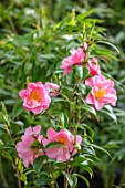 MORTON HALL GARDENS, WORCESTERSHIRE: STROLL GARDEN, SPRING, APRIL, SHADE, SHADY, WOODLAND, PINK FLOWERS OF CAMELLIA X WILLIAMSII BOWEN BRYANT, FLOWERING, BLOOMING