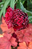 MORTON HALL GARDENS, WORCESTERSHIRE: PLANT PORTRAIT OF DARK RED FLOWERS OF TULIP - TULIPA UNCLE TOM, BULBS, SPRING, APRIL, FLOWERING, BLOOMING
