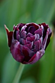 MORTON HALL GARDENS, WORCESTERSHIRE: PLANT PORTRAIT OF DARK PURPLE FLOWERS OF TULIP - TULIPA BLACK HERO, BULBS, SPRING, APRIL, FLOWERING, BLOOMING